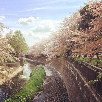 sakura.JPG